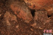 有夫之妇江西发现蜘蛛新物种 为研究呵叻蛛属适应区域提供依据