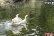 有夫之妇吉林：罕见白鸬鹚连续两年“故地重游”