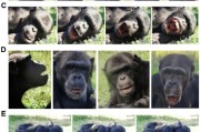 有夫之妇国际最新研究：机器人“打哈欠” 黑猩猩被传染